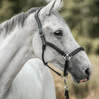 HorseChristmas™ – The Countdown for True Horse Lovers