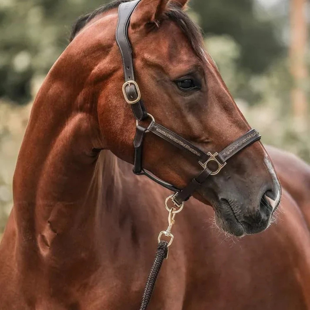 HorseChristmas™ – The Countdown for True Horse Lovers